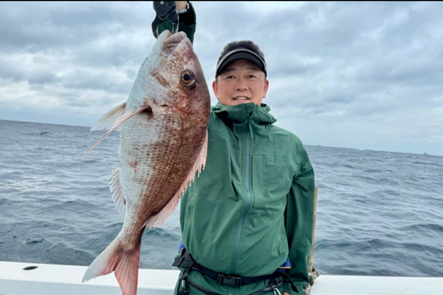 マダイの釣果