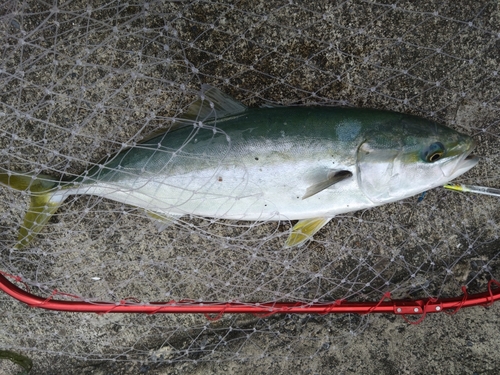 イナダの釣果