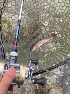 イワナの釣果