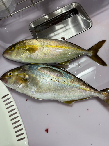 ショゴの釣果