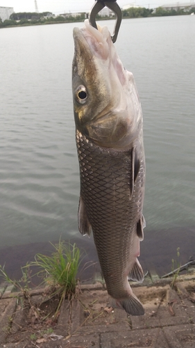 ニゴイの釣果