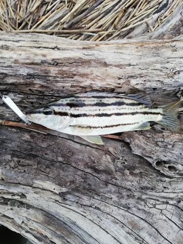 シマイサキの釣果