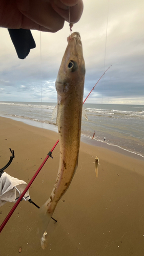 キスの釣果