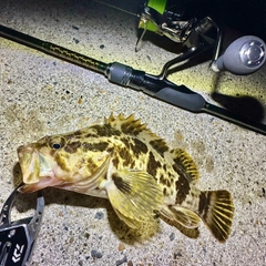 タケノコメバルの釣果