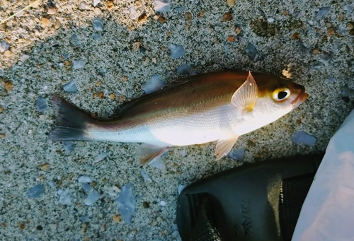 イサキの釣果