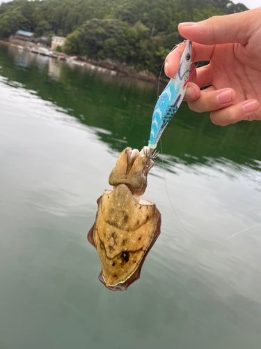 モンゴウイカの釣果