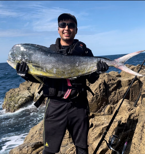 シイラの釣果