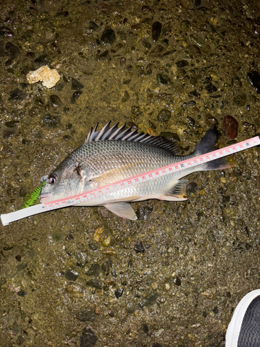 キビレの釣果