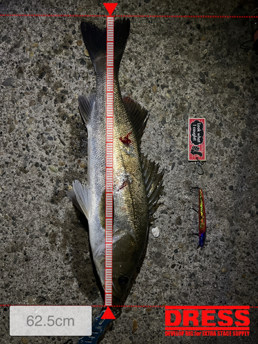 シーバスの釣果