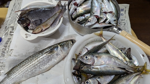 サバの釣果