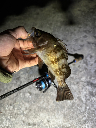 メバルの釣果