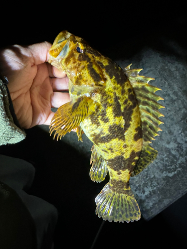 タケノコメバルの釣果