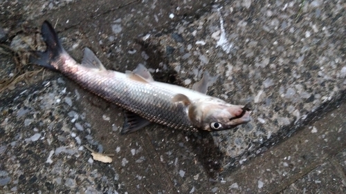 ニゴイの釣果