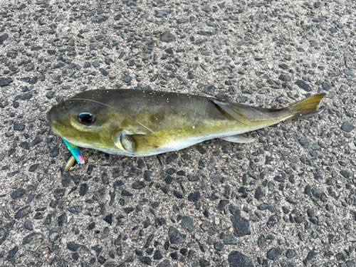 クロサバフグの釣果