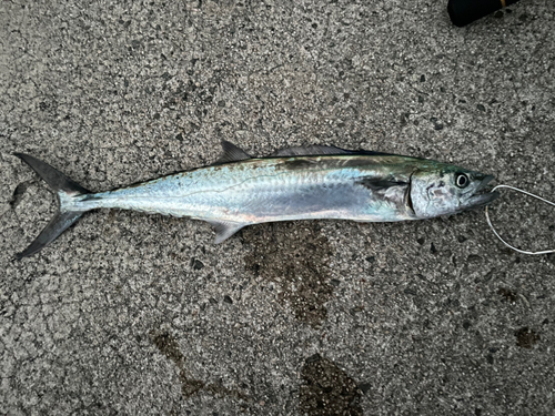 サゴシの釣果