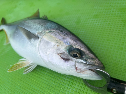 イナダの釣果