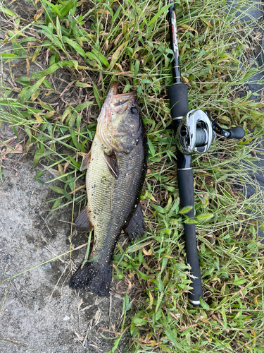 ブラックバスの釣果