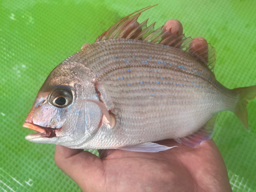 チダイの釣果