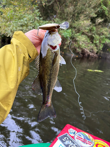 ラージマウスバスの釣果