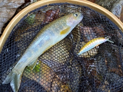 イワナの釣果