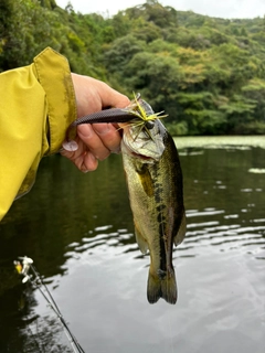 ラージマウスバスの釣果