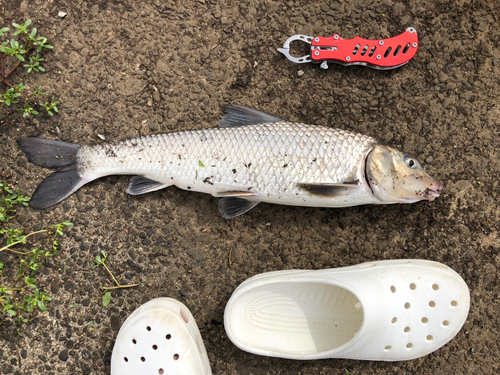 ニゴイの釣果