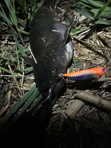 ナマズの釣果