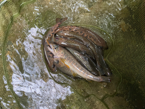 イワナの釣果