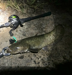 ナマズの釣果