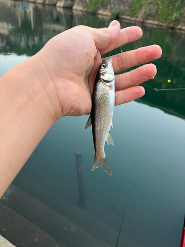 ウグイの釣果