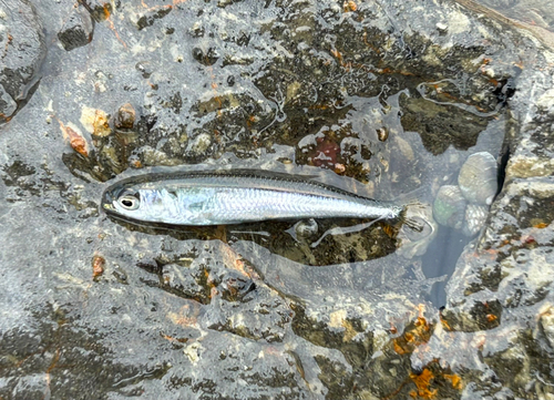 イワシの釣果