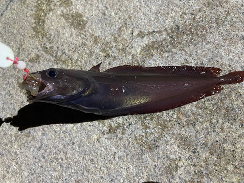 ドンコの釣果