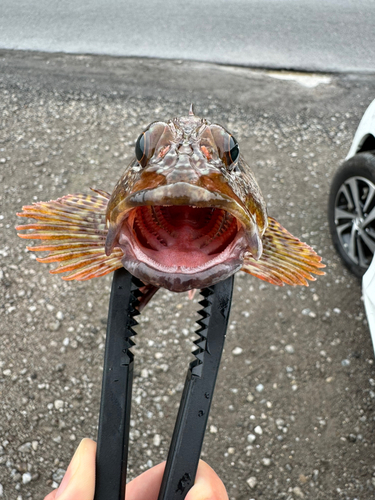 アラカブの釣果