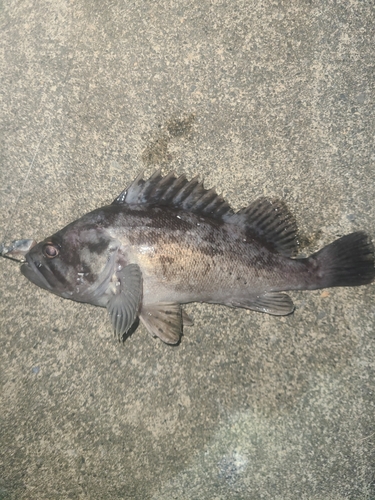 クロソイの釣果