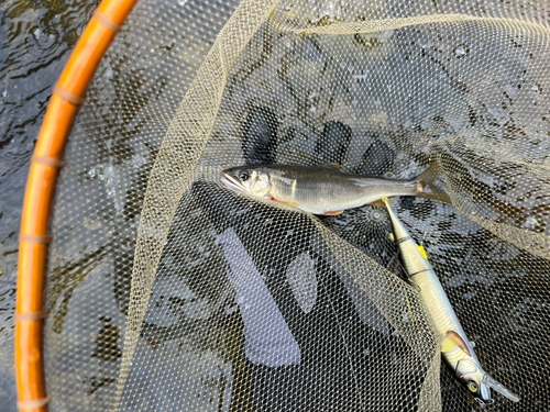 アユの釣果