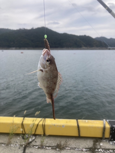 チャリコの釣果