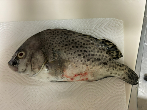 コショウダイの釣果