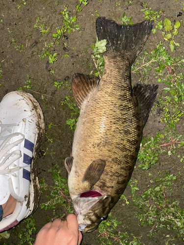 スモールマウスバスの釣果