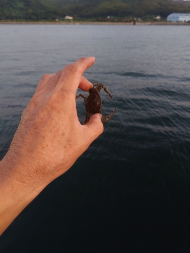 ワタリガニの釣果