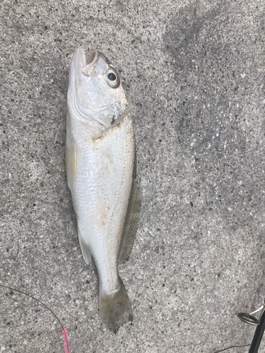 イシモチの釣果