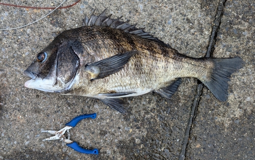 クロダイの釣果