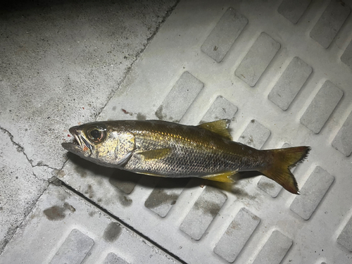 クロムツの釣果