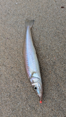 シロギスの釣果