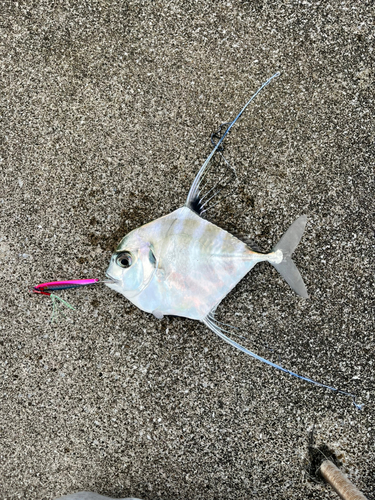 イトヒキアジの釣果