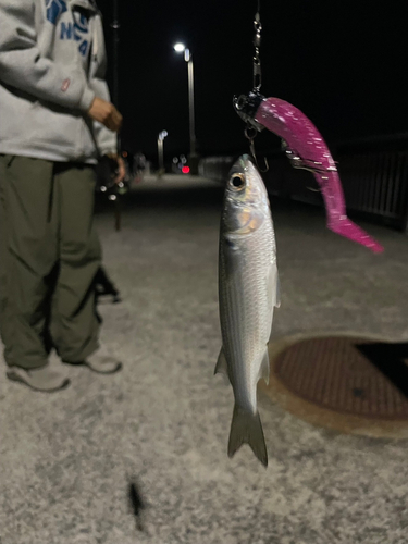 ボラの釣果