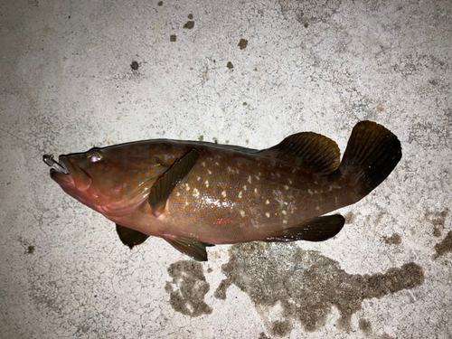 チャリコの釣果