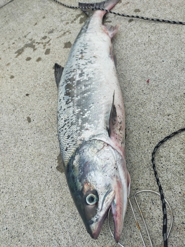 サケの釣果