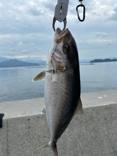 シオの釣果