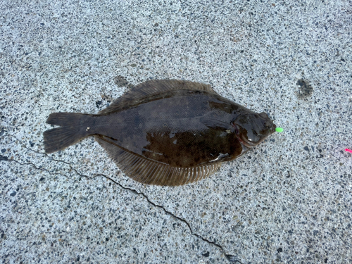 カレイの釣果