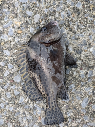 コショウダイの釣果